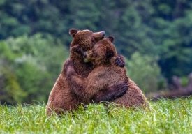 هم آغوشی خرس ها، عکس روز نشنال جئوگرافیک هم آغوشی خرس ها، عکس روز نشنال جئوگرافیک