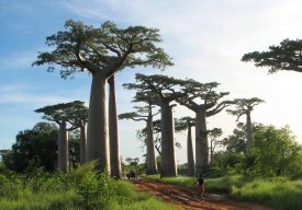 درباره درختان بائوباب چه میدانید؟ درباره درختان بائوباب چه میدانید؟